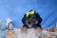 MILO, a male Bichon Frise and Yorkshire Terrier for sale in Baltic, OH – Photo 7 of 10