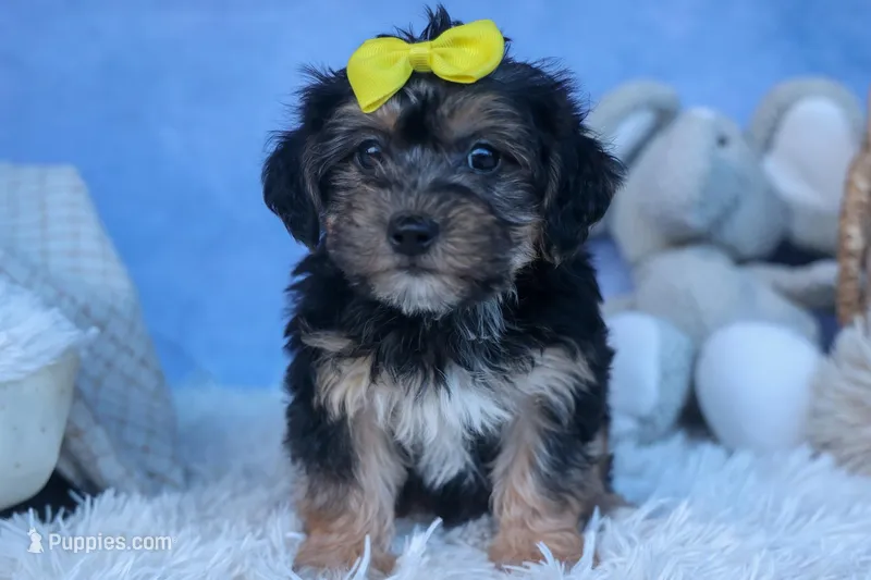 MILO – Bichon Frise, Yorkshire Terrier puppy for sale in Baltic, OH