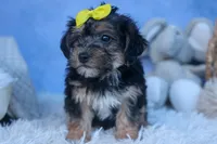 MILO, a male Bichon Frise and Yorkshire Terrier for sale in Baltic, OH – Photo 4 of 10