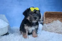 MILO, a male Bichon Frise and Yorkshire Terrier for sale in Baltic, OH – Photo 2 of 10