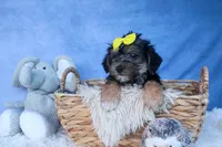 MILO, a male Bichon Frise and Yorkshire Terrier for sale in Baltic, OH – Photo 6 of 10