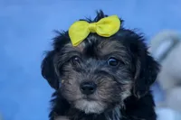 MILO, a male Bichon Frise and Yorkshire Terrier for sale in Baltic, OH – Photo 3 of 10