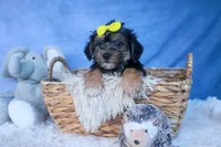 MILO, a male Bichon Frise and Yorkshire Terrier for sale in Baltic, OH – Photo 5 of 10