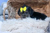 MILO, a male Bichon Frise and Yorkshire Terrier for sale in Baltic, OH – Photo 9 of 10