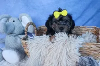 MILO, a male Bichon Frise and Yorkshire Terrier for sale in Baltic, OH – Photo 8 of 10