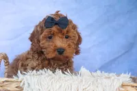 ROMEO, a male Cavapoo for sale in Baltic, OH – 5 of 10