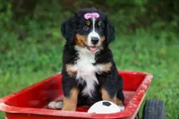 SALLY, a female Bernese Mountain Dog for sale in Baltic, OH – 10 of 10