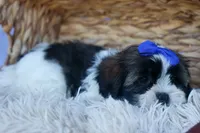 SAMSON, a male Shih Tzu for sale in Baltic, OH – 2 of 6
