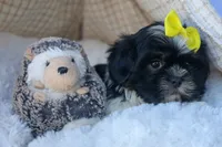SASHA, a female Shih Tzu for sale in Baltic, OH – 5 of 10