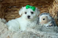 PACO, a male Maltese for sale in Baltic, OH – 7 of 9