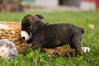 BETZY, a female Frenchton for sale in Baltic, OH – 8 of 9