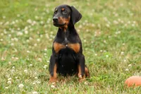 DIESEL, a male Doberman Pinscher for sale in Baltic, OH – 5 of 10