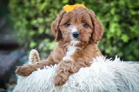 MAXY, a male Cavapoo for sale in Baltic, OH – 8 of 10