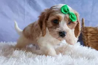 RANDY, a male Cavachon for sale in Baltic, OH – 4 of 10