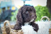 COCO, a male Cavapoo for sale in Baltic, OH – 9 of 10