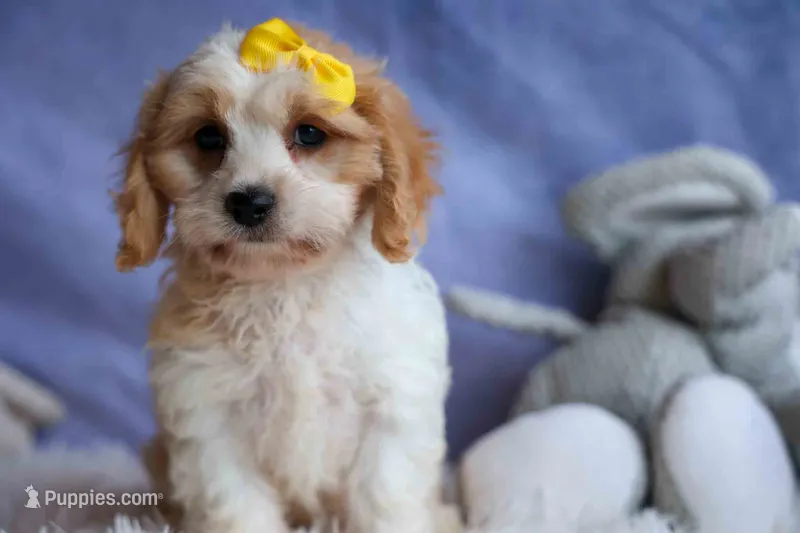 RUBY – Cavachon puppy for sale in Baltic, OH