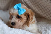 RUSTY, a male Cavachon for sale in Baltic, OH – 4 of 8