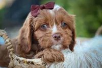 CHARLIE, a male Cavapoo for sale in Baltic, OH – 8 of 10