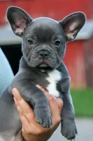 MILO, a male Frenchton for sale in Baltic, OH – 1 of 9