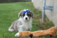 NOAH, a male Pembroke Welsh Corgi and Poodle - Miniature  for sale in Baltic, OH – 5 of 10