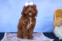 RHODA, a female Cavapoo for sale in Baltic, OH – 6 of 10