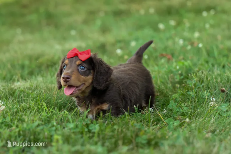 MURPHY – Miniature Dachshund puppy for sale in Baltic, OH