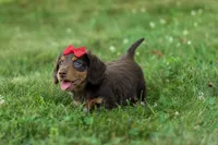 MURPHY, a male Miniature Dachshund for sale in Baltic, OH – 6 of 10