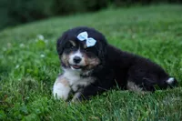 LINCOLN, a male Miniature American Shepherd for sale in Baltic, OH – 10 of 10