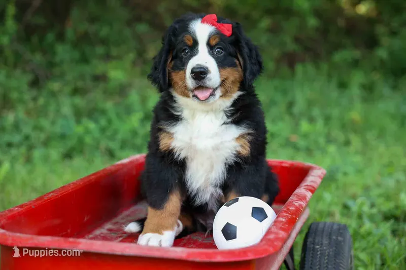 SPIKE – Bernese Mountain Dog puppy for sale in Baltic, OH