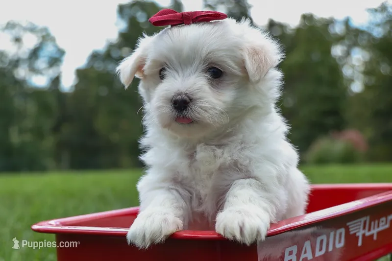 MURPHY – Maltese puppy for sale in Baltic, OH
