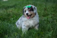 LANDON, a male Miniature American Shepherd for sale in Baltic, OH – 10 of 10