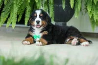 SCOUT, a male Bernese Mountain Dog for sale in Baltic, OH – 8 of 10