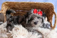 NORMAN, a male Bichpoo for sale in Baltic, OH – 6 of 9