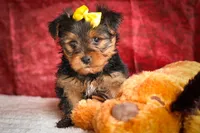 DIESEL, a male Yorkshire Terrier for sale in Baltic, OH – 4 of 10