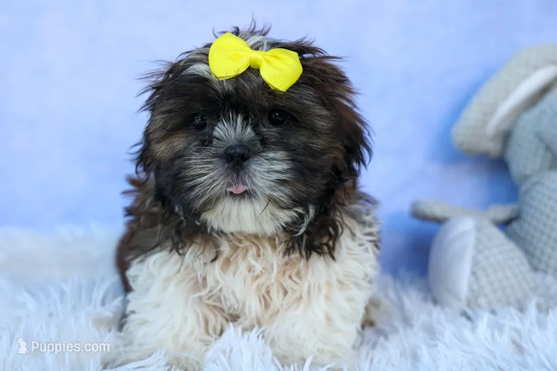 RUBBLE – Shih Tzu puppy for sale in Baltic, OH