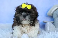 RUBBLE, a male Shih Tzu for sale in Baltic, OH – 1 of 10