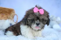 RUBY, a female Shih Tzu for sale in Baltic, OH – 5 of 10