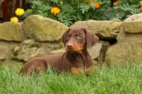 DIXIE, a female Doberman Pinscher for sale in Baltic, OH – 5 of 10