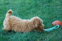 MAX, a male Miniature Goldendoodle for sale in Baltic, OH – 6 of 10