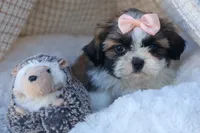 SALLY, a female Shih Tzu for sale in Baltic, OH – 9 of 10