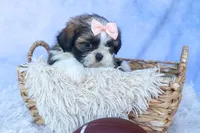 SALLY, a female Shih Tzu for sale in Baltic, OH – 5 of 10