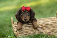 MURPHY, a male Miniature Dachshund for sale in Baltic, OH – 2 of 10