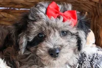 NORMAN, a male Bichpoo for sale in Baltic, OH – 7 of 9