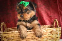 DUKE, a male Yorkshire Terrier for sale in Baltic, OH – 7 of 10