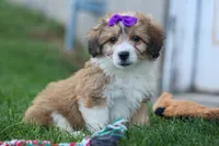 NELLY, a female Pembroke Welsh Corgi and Poodle - Miniature  for sale in Baltic, OH – 8 of 10