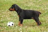 DIESEL, a male Doberman Pinscher for sale in Baltic, OH – 7 of 10