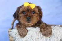RANDY, a male Shorkie for sale in Baltic, OH – 8 of 9