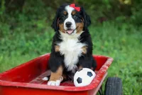 SPIKE, a male Bernese Mountain Dog for sale in Baltic, OH – 2 of 10