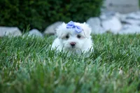 PENNY, a female Maltese for sale in Baltic, OH – 4 of 10