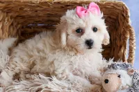 NANCY, a female Bichpoo for sale in Baltic, OH – 10 of 10